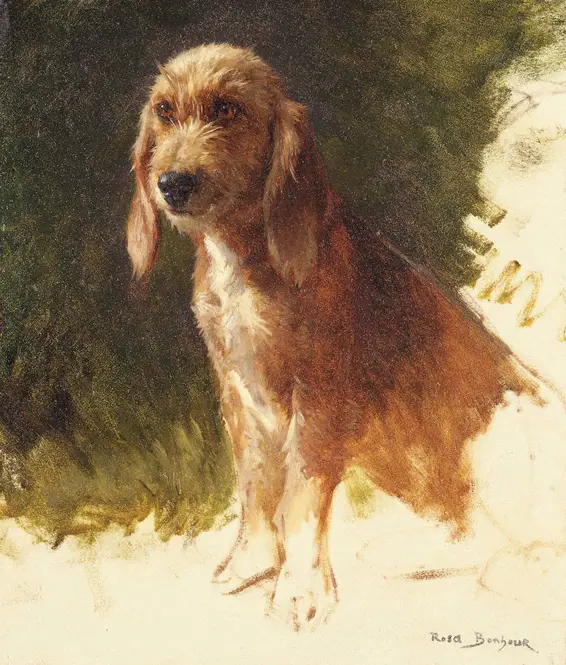 Study of a Dog (1860s)